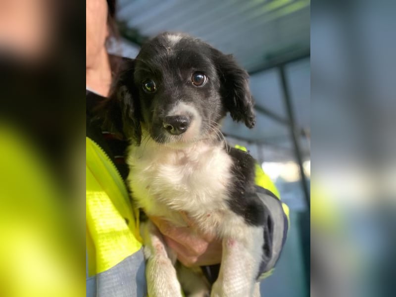 Ada, 09/2025, lebt in GRIECHENLAND, auf einer privaten Pflegestelle