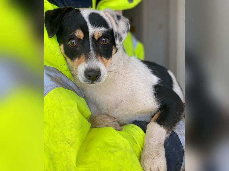 Julia, geb. ca. 08/2025, lebt auf einer Pflegestelle in 79576 Weil am Rhein