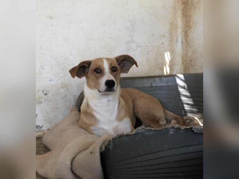 Ida, geb. ca. 05/2021, lebt in GRIECHENLAND, auf einer privaten Pflegestelle