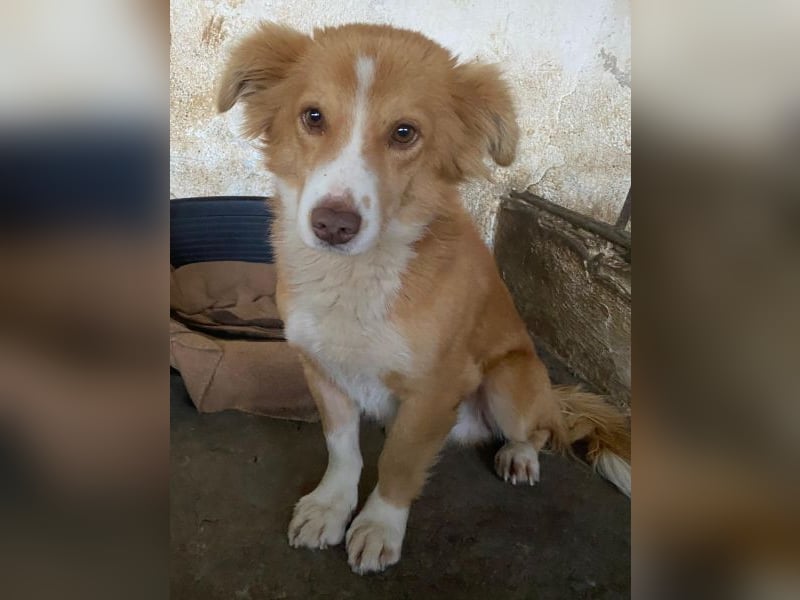 Novalis, geb. ca. 07/2023, lebt in GRIECHENLAND, auf einer privaten Pflegestelle