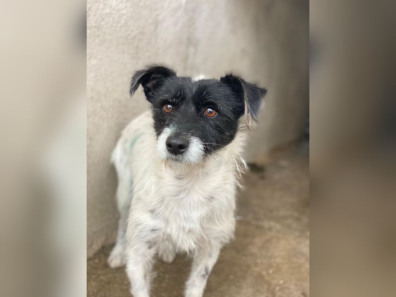 Tarus, geb. ca. 11/2024, lebt in GRIECHENLAND, im städt. Tierheim Serres