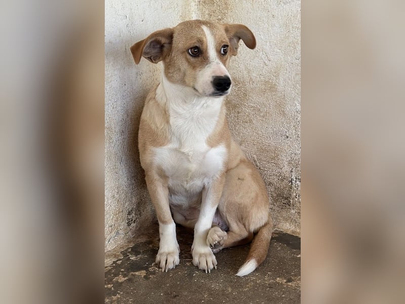 Ida, geb. ca. 05/2021, lebt in GRIECHENLAND, auf einer privaten Pflegestelle