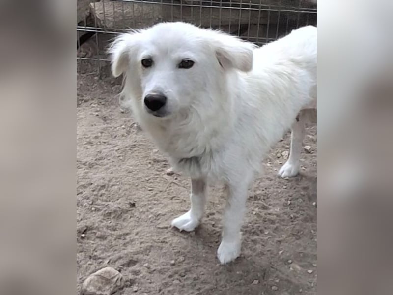 Nanuq, geb. ca. 09/2024, lebt in GRIECHENLAND, auf einer privaten Pflegestelle