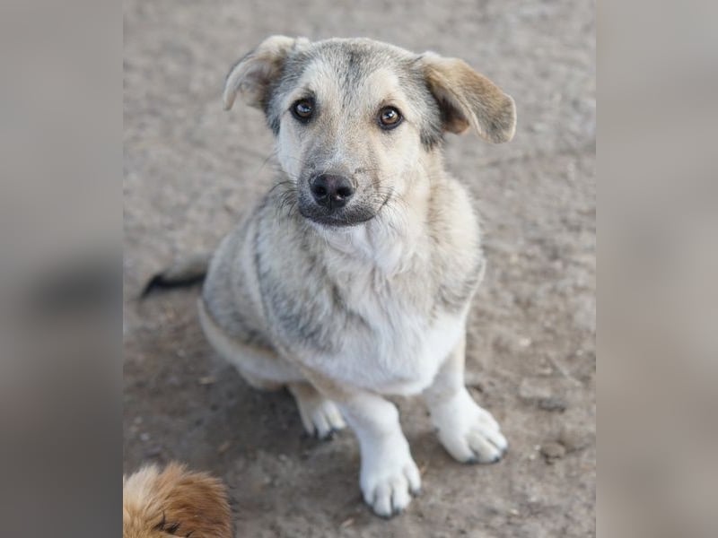 Wursti, geb. ca. 09/2025, lebt in GRIECHENLAND, im städt. Tierheim Serres