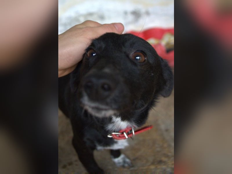  Misty, geb. ca. 11/2023, lebt in GRIECHENLAND, auf einer privaten Pflegestelle