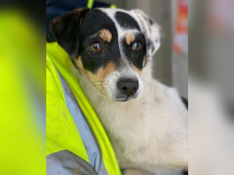 Julia, geb. ca. 08/2025, lebt auf einer Pflegestelle in 79576 Weil am Rhein