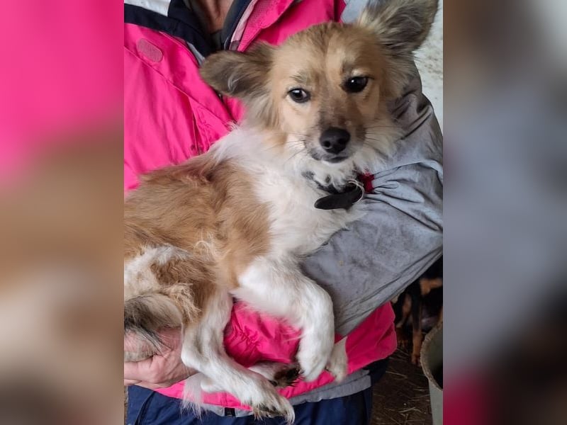 Klara, geb. ca. 04/2024, lebt in GRIECHENLAND, auf einer privaten Pflegestelle