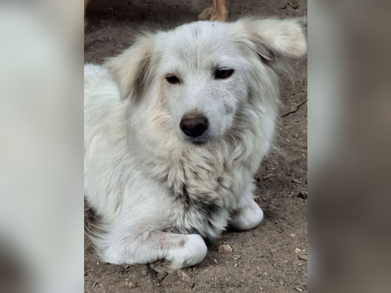 Nanuq, geb. ca. 09/2024, lebt in GRIECHENLAND, auf einer privaten Pflegestelle