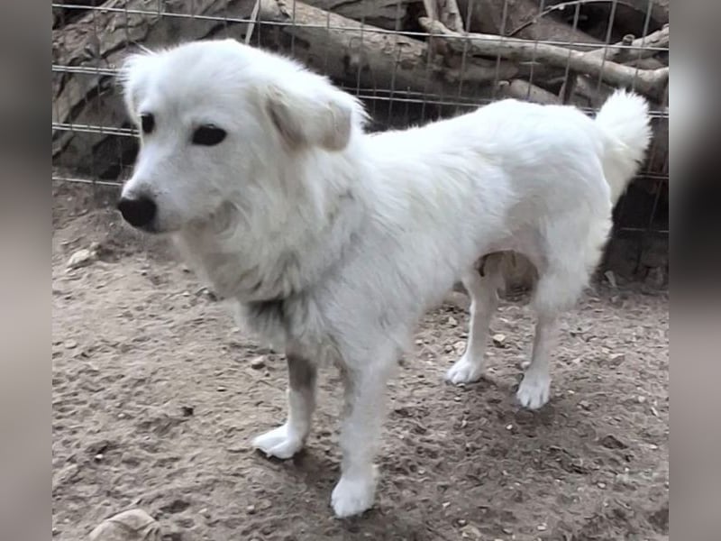 Nanuq, geb. ca. 09/2024, lebt in GRIECHENLAND, auf einer privaten Pflegestelle