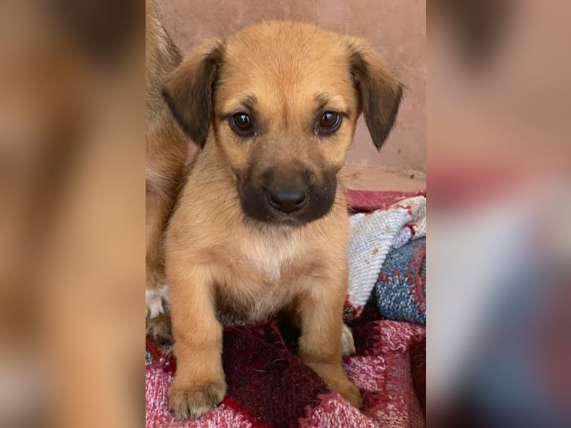 Monica, geb. ca. 11/2025, lebt in GRIECHENLAND, im städt. Tierheim Serres