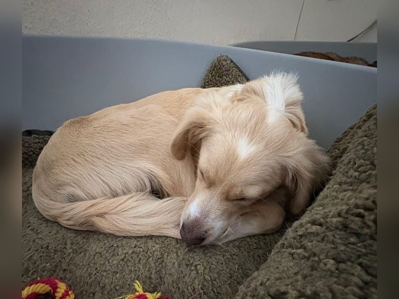 Hazel, geb. ca.02/2025, lebt in GRIECHENLAND, auf einer privaten Pflegestelle