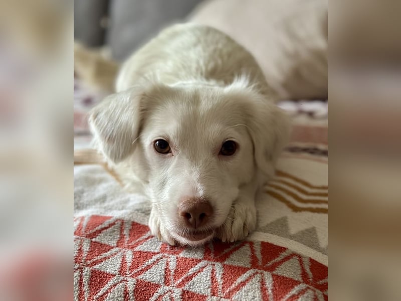 Holiday, geb. ca. 07/2024, lebt auf einer Pflegestelle in 24114 Kiel, Vermittlungshilfe