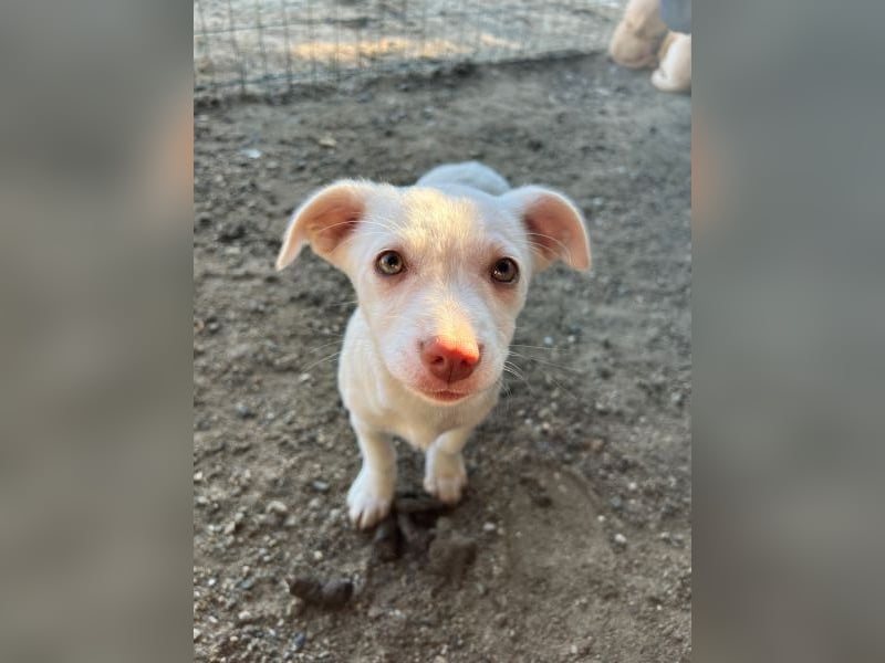 Kiona, geb. ca. 08/2025, lebt in GRIECHENLAND, auf einer privaten Pflegestelle