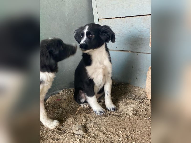 Tux, geb. ca.09/2025, lebt in GRIECHENLAND, auf einer privaten Pflegestelle