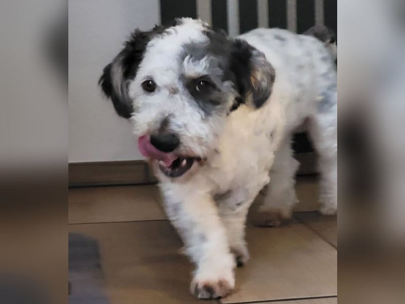 Günni, geb. ca. 12/2023, lebt auf einer Pflegestelle in 45896 Gelsenkirchen