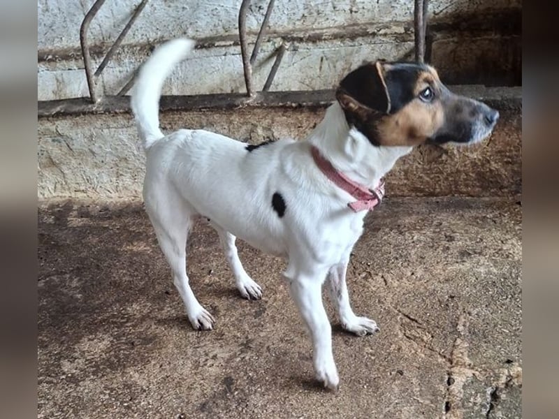 Möök, geb. ca. 04/2025, lebt in GRIECHENLAND, auf einer privaten Pflegestelle