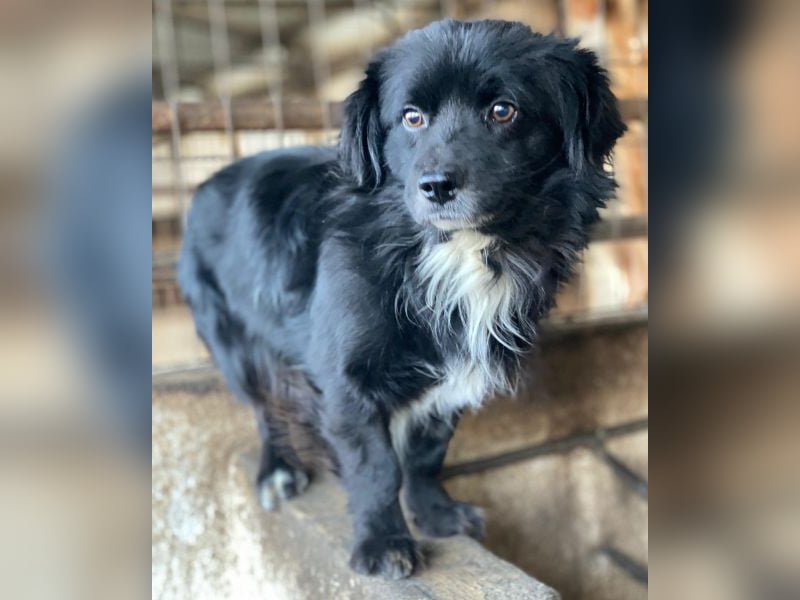 Mochi, geb. ca. 01/2024, lebt in GRIECHENLAND, auf einer privaten Pflegestelle