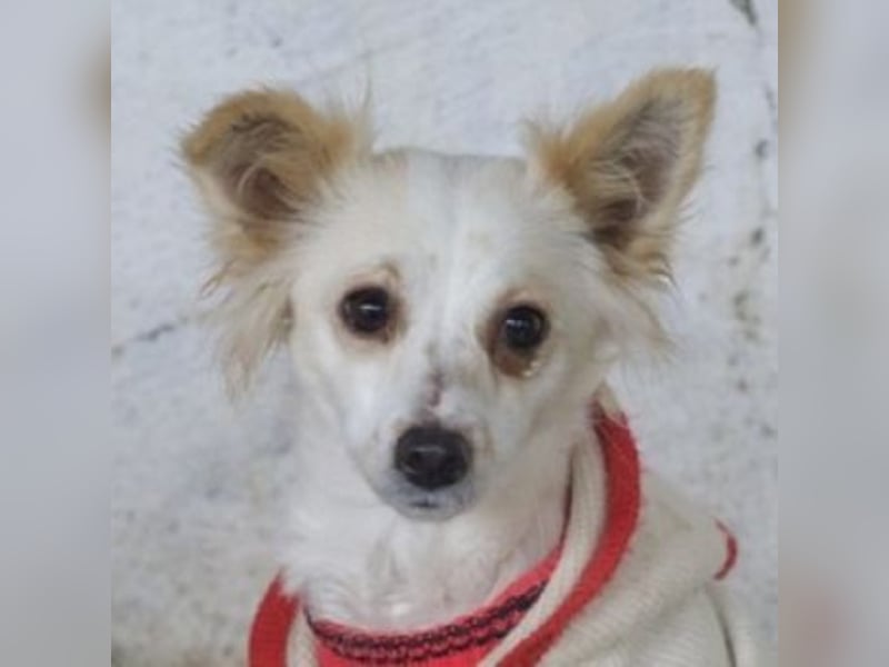 Isara, geb. ca. 07/2024, lebt in GRIECHENLAND, auf einer privaten Pflegestelle