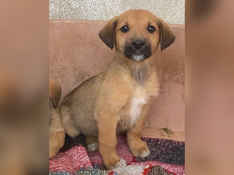 Cavallo, geb. ca. 11/2025, lebt in GRIECHENLAND, im städt. Tierheim Serres