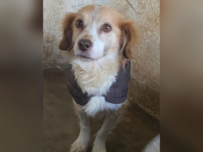 Milona, geb. ca. 10/2020, lebt in GRIECHENLAND, auf einer privaten Pflegestelle