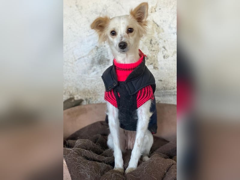 Isara, geb. ca. 07/2024, lebt in GRIECHENLAND, auf einer privaten Pflegestelle