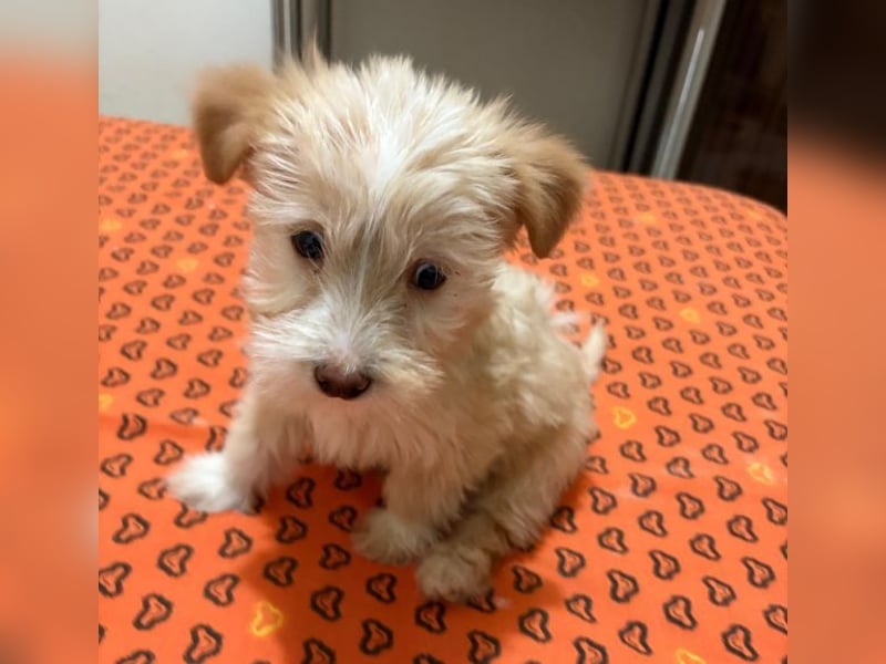 Norberta, geb. ca. 11/2025, lebt in GRIECHENLAND, auf einer privaten Pflegestelle