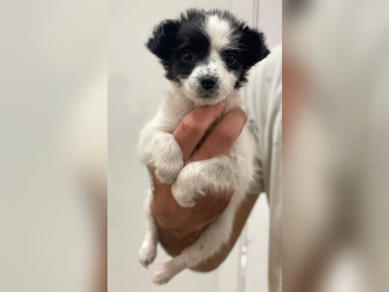 Louise, geb. ca. 08/2025, lebt in GRIECHENLAND, auf einer privaten Pflegestelle