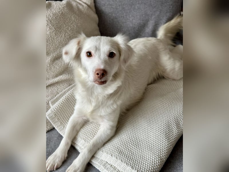 Holiday, geb. ca. 07/2024, lebt auf einer Pflegestelle in 24114 Kiel, Vermittlungshilfe