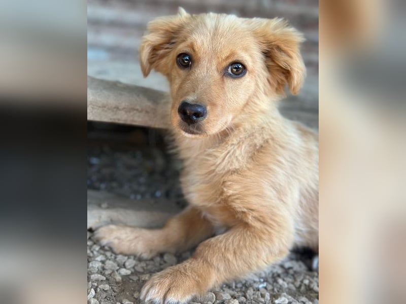 Audrey, geb. ca. 03/2026, lebt in GRIECHENLAND, im städt. Tierheim Serres