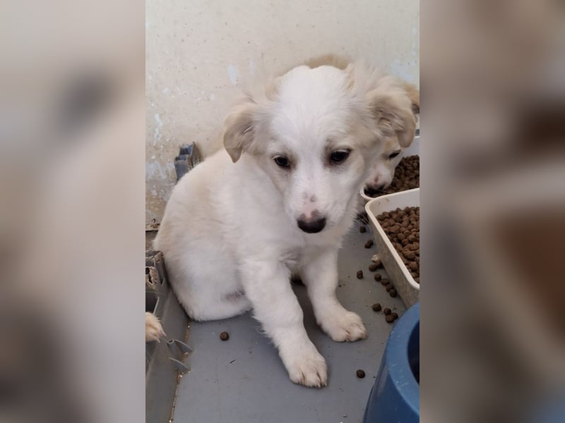 Torian, geb. ca. 09/2025, lebt in GRIECHENLAND, auf einer privaten Pflegestelle