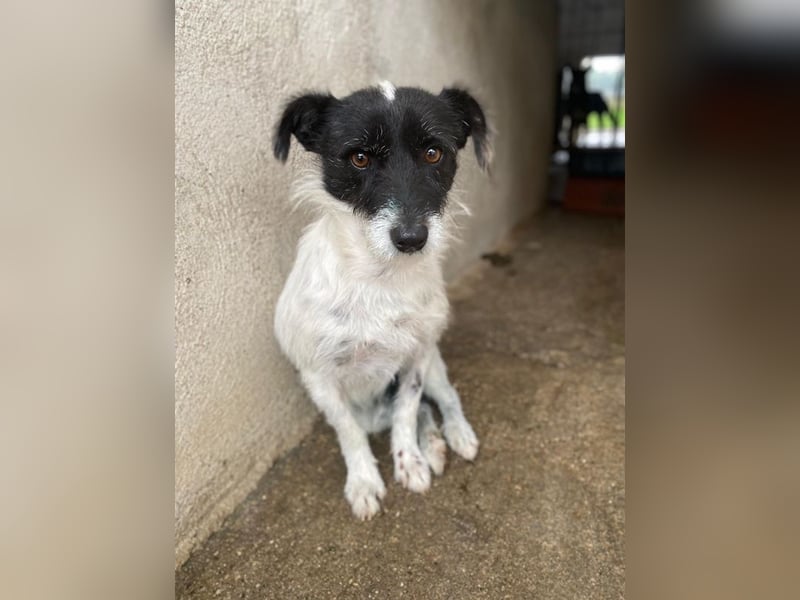 Tarus, geb. ca. 11/2024, lebt in GRIECHENLAND, im städt. Tierheim Serres