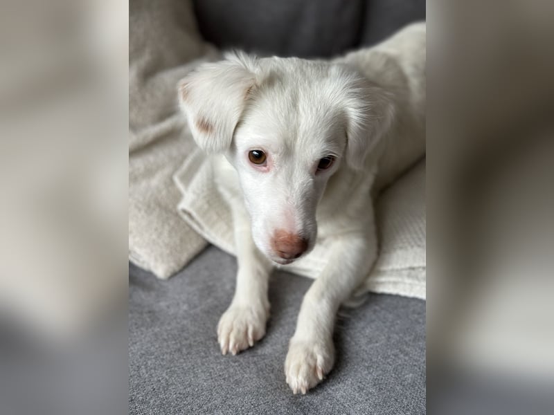 Holiday, geb. ca. 07/2024, lebt auf einer Pflegestelle in 24114 Kiel, Vermittlungshilfe