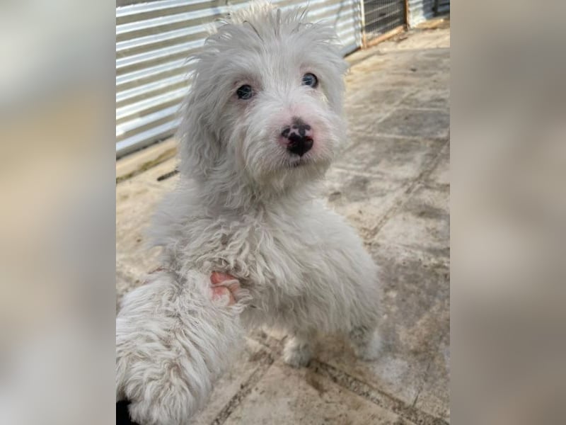 Elli, geb. ca. 08/2025, lebt in GRIECHENLAND, im städt. Tierheim Serres