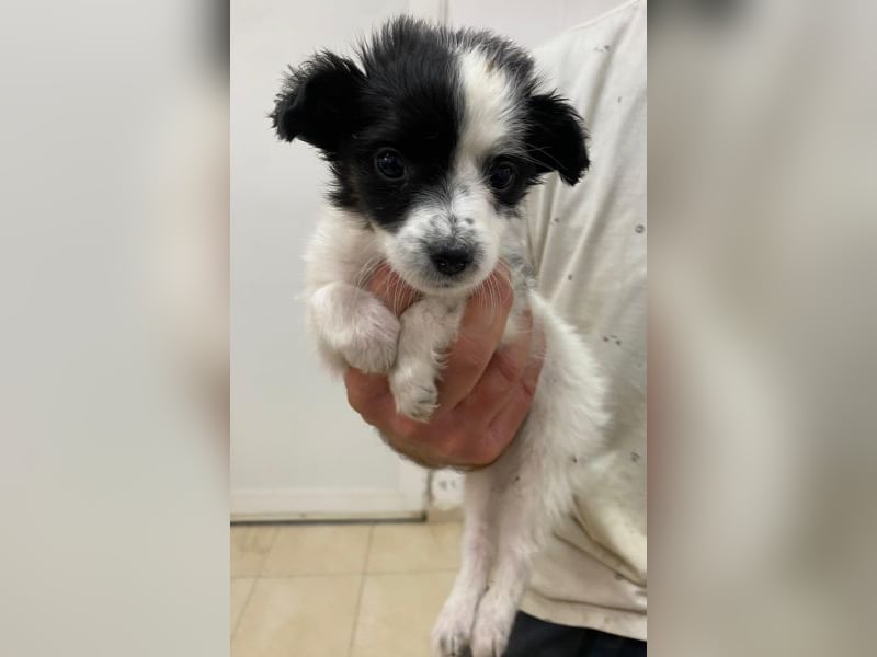 Louise, geb. ca. 08/2025, lebt in GRIECHENLAND, auf einer privaten Pflegestelle