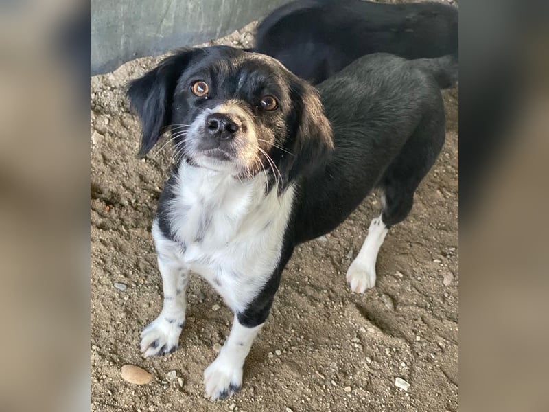 Noor, geb. ca. 08/2024, lebt in GRIECHENLAND, auf einer privaten Pflegestelle