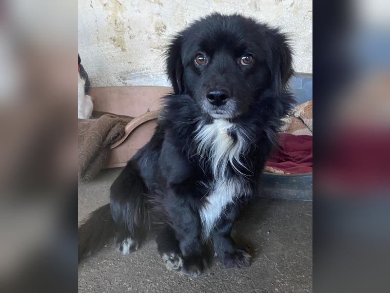 Mochi, geb. ca. 01/2024, lebt in GRIECHENLAND, auf einer privaten Pflegestelle