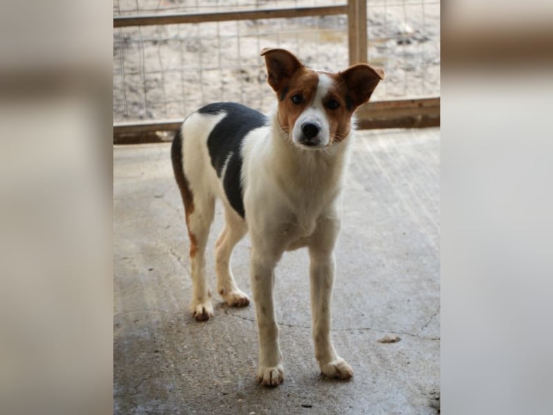 Freydis, geb. ca. 07/2025, lebt in GRIECHENLAND, im städt. Tierheim Serres