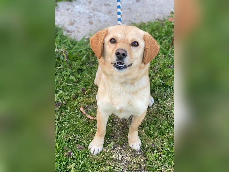 Flora, geb. ca. 03/2024, lebt in GRIECHENLAND, im städt. Tierheim Serres