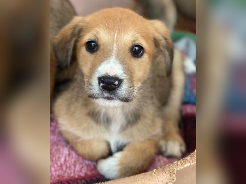 Sanna, geb. ca. 11/2025, lebt in GRIECHENLAND, im städt. Tierheim Serres