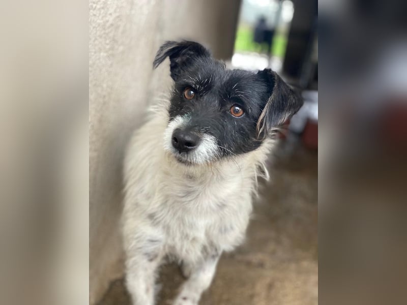 Tarus, geb. ca. 11/2024, lebt in GRIECHENLAND, im städt. Tierheim Serres