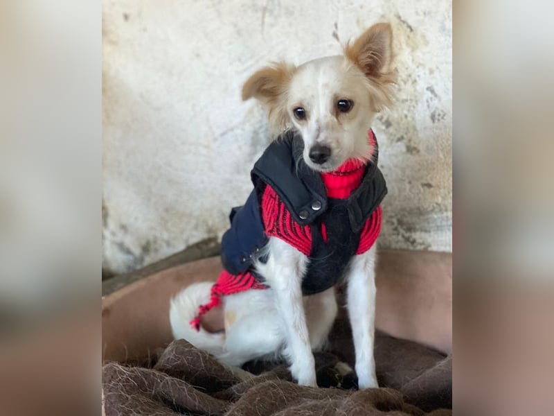 Isara, geb. ca. 07/2024, lebt in GRIECHENLAND, auf einer privaten Pflegestelle