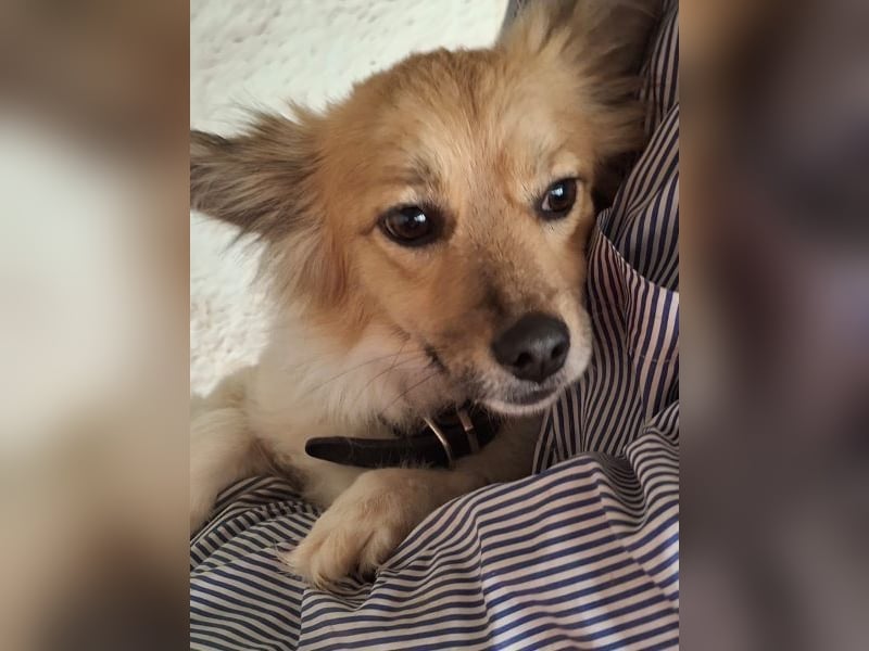 Klara, geb. ca. 04/2024, lebt in GRIECHENLAND, auf einer privaten Pflegestelle