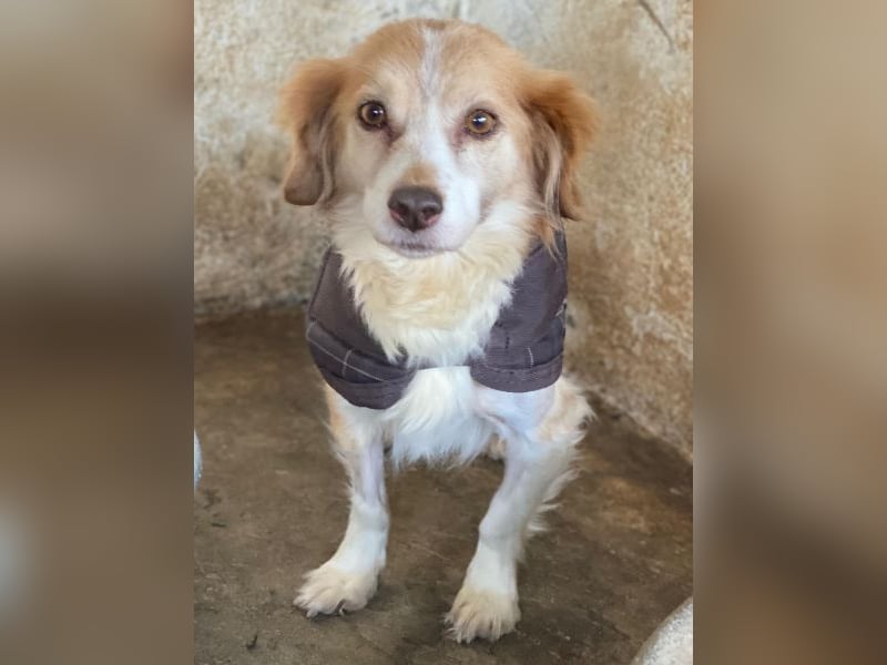 Milona, geb. ca. 10/2020, lebt in GRIECHENLAND, auf einer privaten Pflegestelle