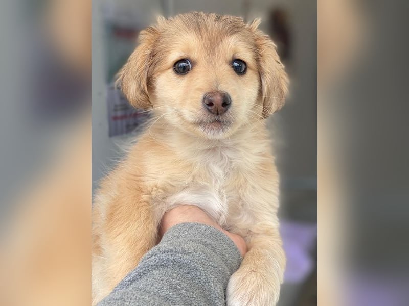 Biscotti, geb. ca. 10/2025, lebt in GRIECHENLAND, im städt. Tierheim Serres