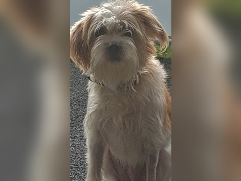 Eko, geb. ca. 11/2021, lebt auf einer Pflegestelle in 54647 Dudeldorf