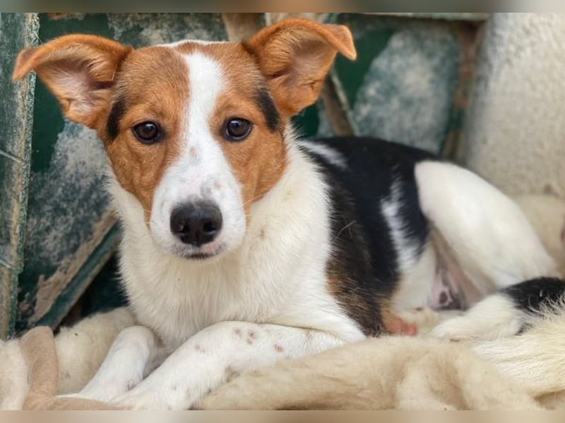 Freydis, geb. ca. 07/2025, lebt in GRIECHENLAND, im städt. Tierheim Serres