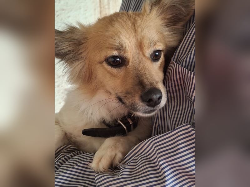 Klara, geb. ca. 04/2024, lebt in GRIECHENLAND, auf einer privaten Pflegestelle