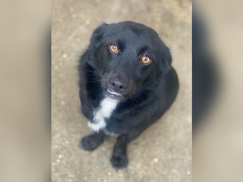 Orrin, geb. ca. 11/2024, lebt in GRIECHENLAND, im städt. Tierheim Serres