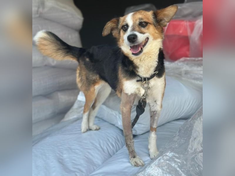 Foxy, geb. ca. 06/2024, lebt in GRIECHENLAND, auf einer privaten Pflegestelle