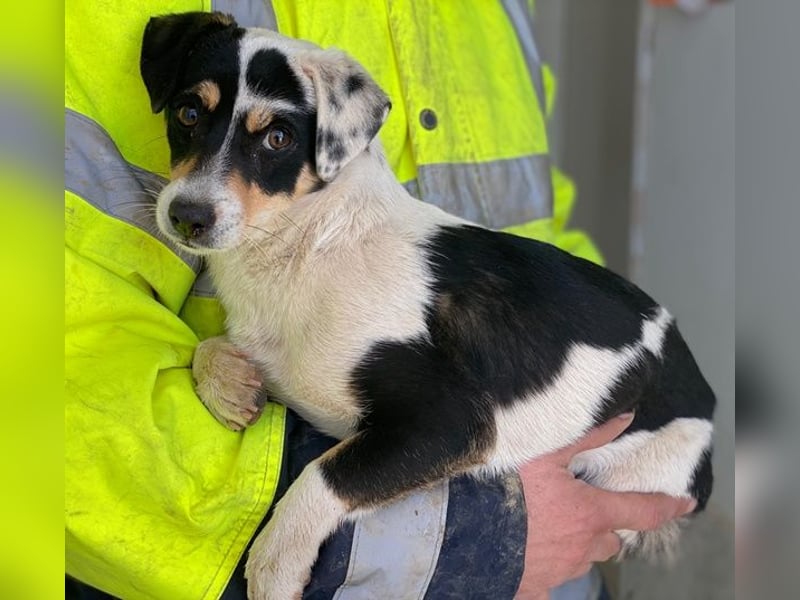 Julia, geb. ca. 08/2025, lebt auf einer Pflegestelle in 79576 Weil am Rhein